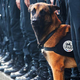 Illustration for article titled Beloved French Police Dog Killed, Five Officers Injured During Paris Anti-Terror Raid